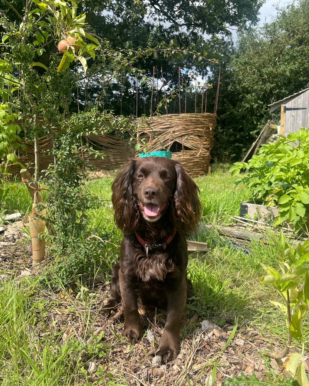 Roxy in the garden